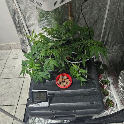 Amnesia Mendo Kush - Cannabiorganic Genetics growlog timeline photo