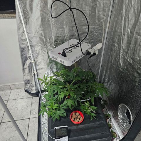 Amnesia Mendo Kush - Cannabiorganic Genetics growlog timeline photo