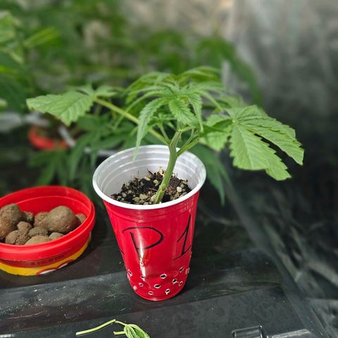 Amnesia Mendo Kush - Cannabiorganic Genetics growlog timeline photo