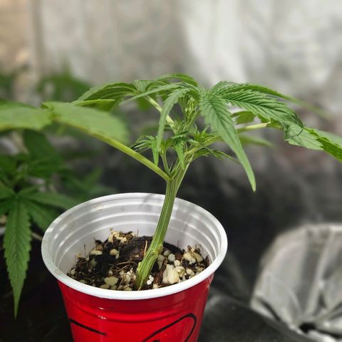 Amnesia Mendo Kush - Cannabiorganic Genetics growlog timeline photo