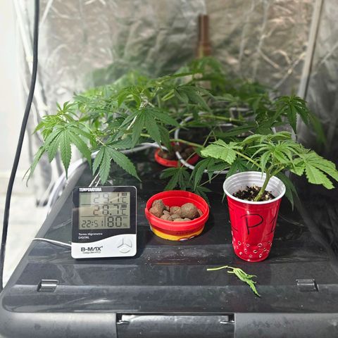 Amnesia Mendo Kush - Cannabiorganic Genetics growlog timeline photo