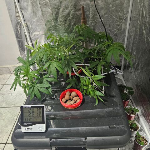 Amnesia Mendo Kush - Cannabiorganic Genetics growlog timeline photo