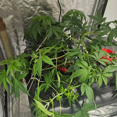 Amnesia Mendo Kush - Cannabiorganic Genetics growlog timeline photo