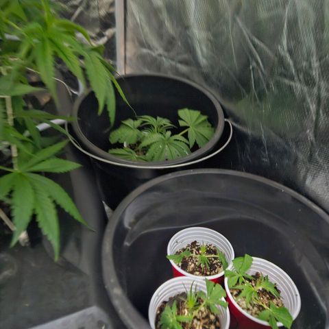 Amnesia Mendo Kush - Cannabiorganic Genetics growlog timeline photo