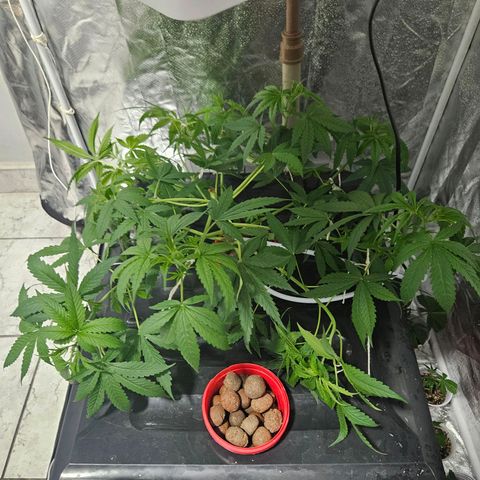 Amnesia Mendo Kush - Cannabiorganic Genetics growlog timeline photo
