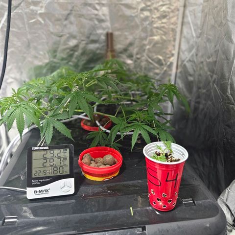Amnesia Mendo Kush - Cannabiorganic Genetics growlog photo: Clones 3 e 4 