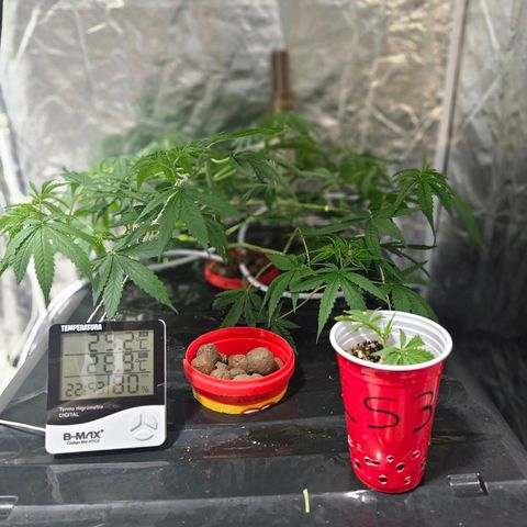 Amnesia Mendo Kush - Cannabiorganic Genetics growlog photo: Clones 3 e 4 