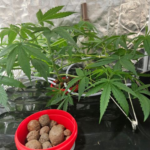 Amnesia Mendo Kush - Cannabiorganic Genetics growlog timeline photo