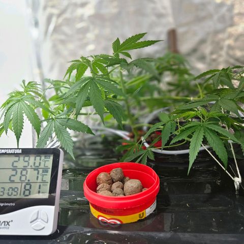 Amnesia Mendo Kush - Cannabiorganic Genetics growlog timeline photo