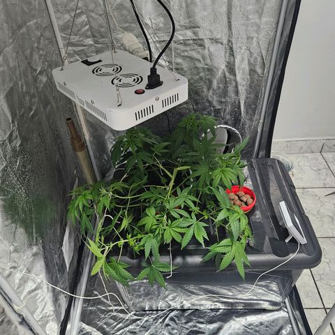 Amnesia Mendo Kush - Cannabiorganic Genetics growlog timeline photo
