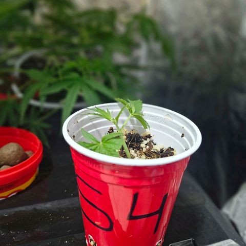 Amnesia Mendo Kush - Cannabiorganic Genetics growlog photo: Clones 3 e 4 