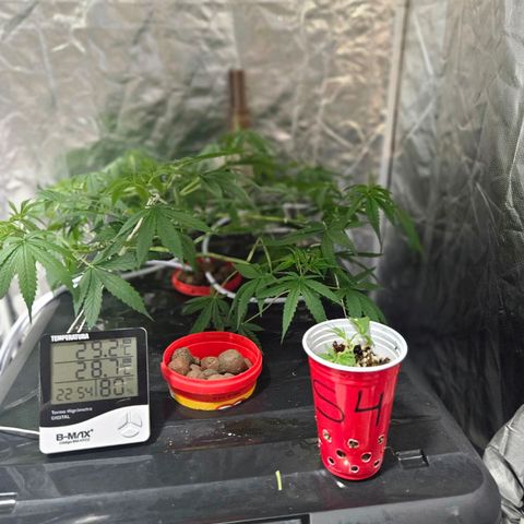 Amnesia Mendo Kush - Cannabiorganic Genetics growlog photo: Clones 3 e 4 