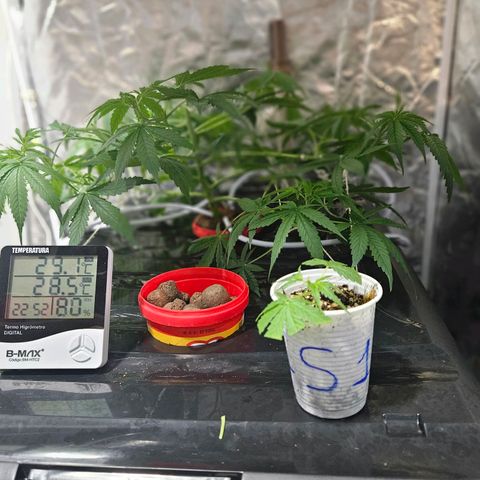 Amnesia Mendo Kush - Cannabiorganic Genetics growlog timeline photo