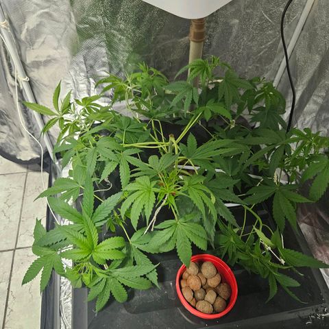 Amnesia Mendo Kush - Cannabiorganic Genetics growlog timeline photo