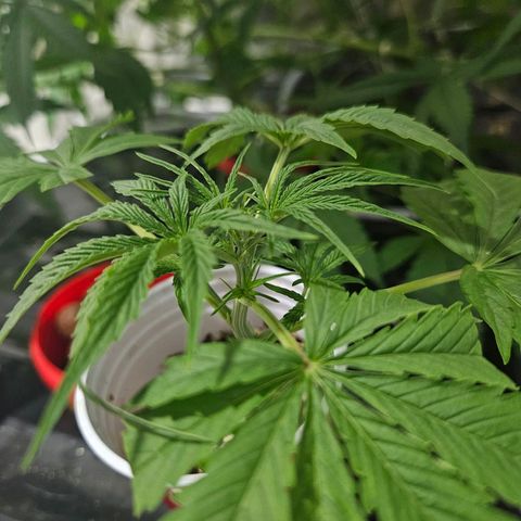 Amnesia Mendo Kush - Cannabiorganic Genetics growlog timeline photo