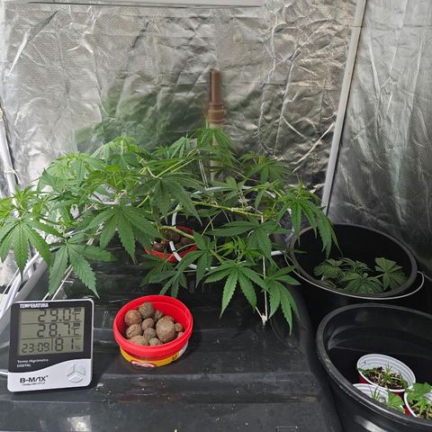 Amnesia Mendo Kush - Cannabiorganic Genetics growlog timeline photo