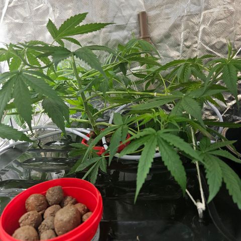Amnesia Mendo Kush - Cannabiorganic Genetics growlog timeline photo