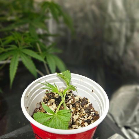 Amnesia Mendo Kush - Cannabiorganic Genetics growlog photo: Clones 3 e 4 