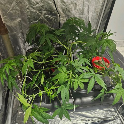 Amnesia Mendo Kush - Cannabiorganic Genetics growlog timeline photo