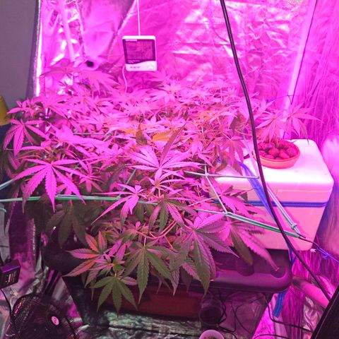 Amnesia Mendo Kush - Cannabiorganic Genetics growlog photo: Setup Isorposinho. 