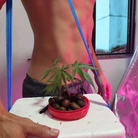 Amnesia Mendo Kush - Cannabiorganic Genetics growlog photo: Setup Isorposinho. 