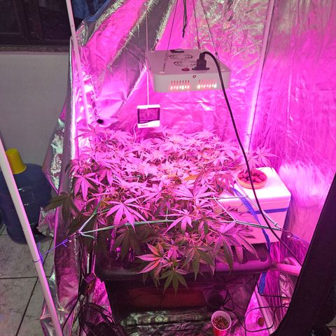Amnesia Mendo Kush - Cannabiorganic Genetics growlog photo: Setup Isorposinho. 
