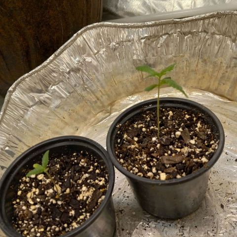 Zkittles growlog timeline photo