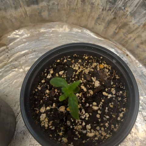 Zkittles growlog timeline photo