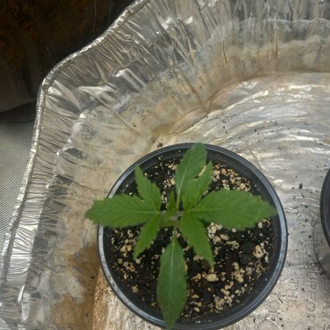 Zkittles growlog timeline photo