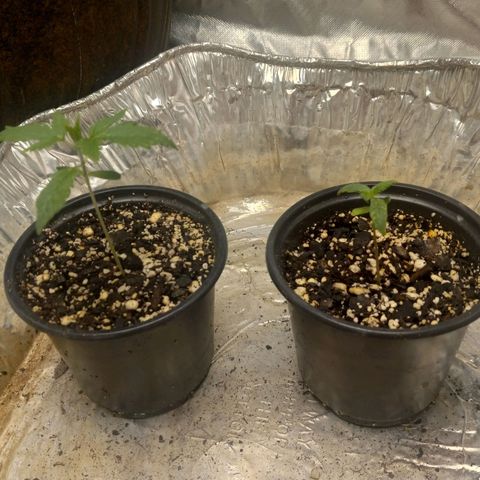 Zkittles growlog timeline photo