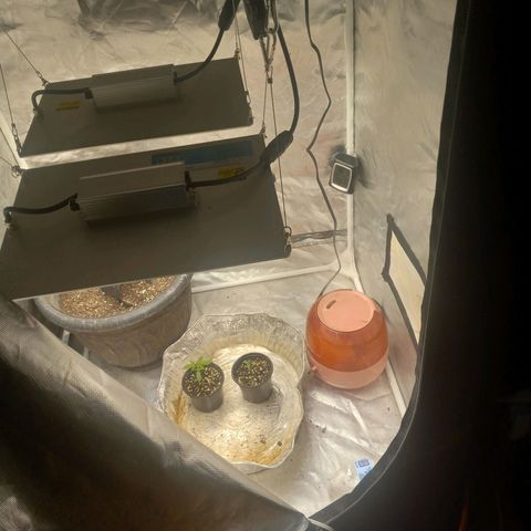 Zkittles growlog timeline photo