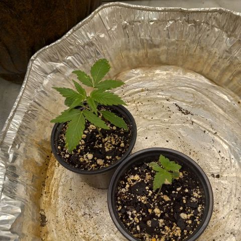 Zkittles growlog timeline photo