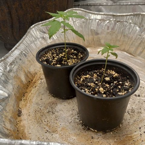 Zkittles growlog timeline photo