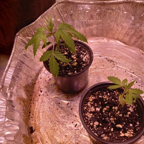 Zkittles growlog timeline photo