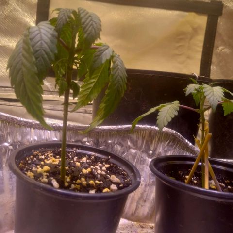 Zkittles growlog timeline photo