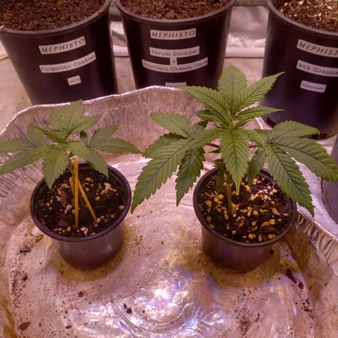 Zkittles growlog timeline photo