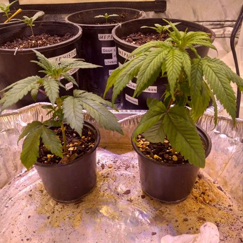 Zkittles growlog timeline photo