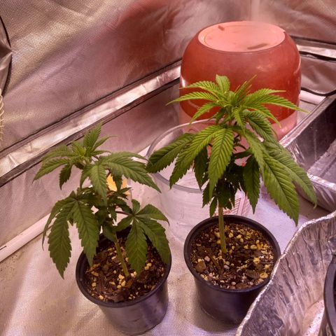 Zkittles growlog timeline photo