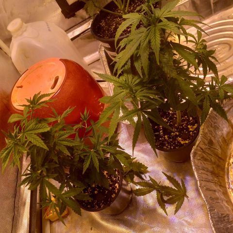 Zkittles growlog timeline photo