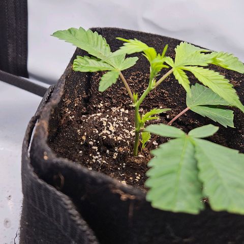 Gelato #33 x Zkittlez Cake  growlog timeline photo