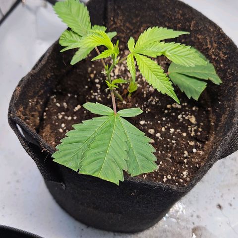Gelato #33 x Zkittlez Cake  growlog timeline photo