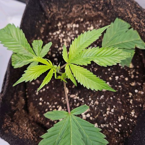Gelato #33 x Zkittlez Cake  growlog timeline photo
