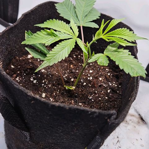 Gelato #33 x Zkittlez Cake  growlog timeline photo