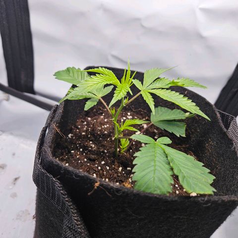 Gelato #33 x Zkittlez Cake  growlog timeline photo