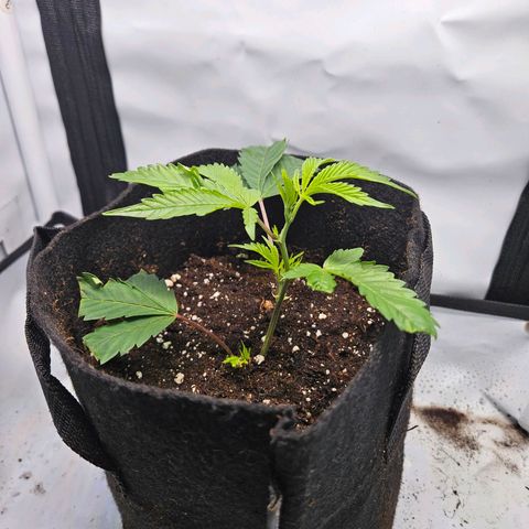 Gelato #33 x Zkittlez Cake  growlog timeline photo