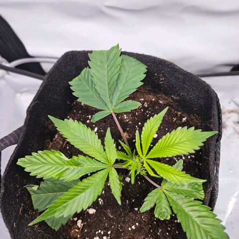 Gelato #33 x Zkittlez Cake  growlog timeline photo