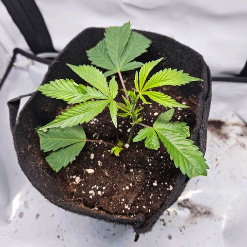 Gelato #33 x Zkittlez Cake  growlog timeline photo