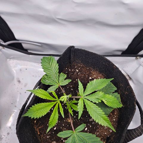 Gelato #33 x Zkittlez Cake  growlog timeline photo
