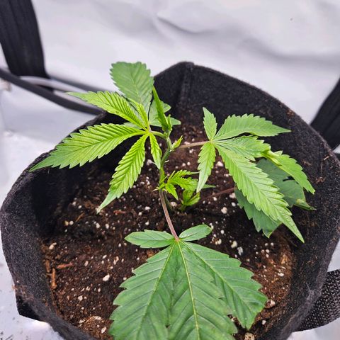 Gelato #33 x Zkittlez Cake  growlog timeline photo