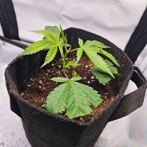 Gelato #33 x Zkittlez Cake  growlog timeline photo